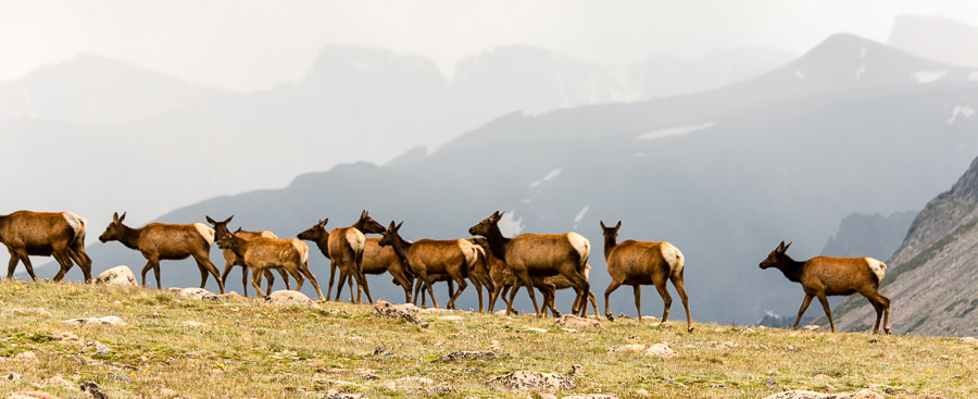 Elk, RMNP