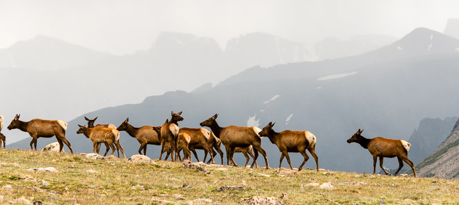 Elk, RMNP