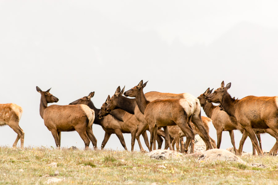 Elk, RMNP