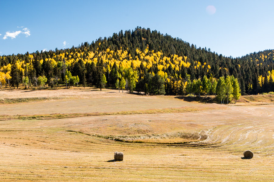 Fall Color, near Divide