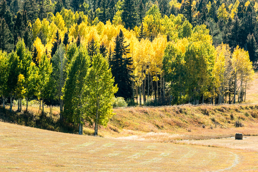 Fall Color, near Divide