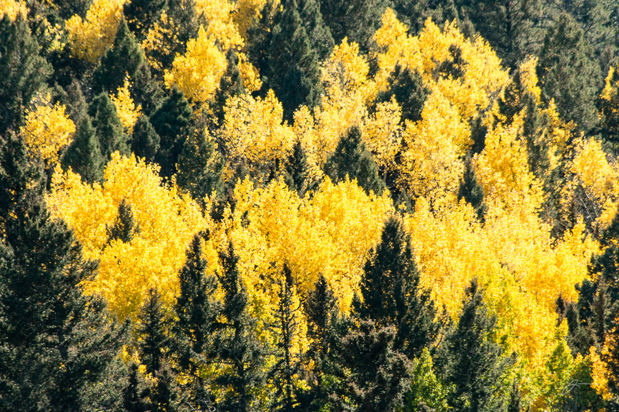 Fall Color, near Divide