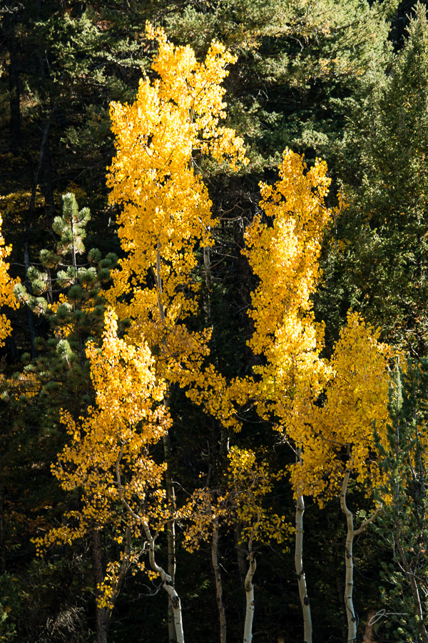 Fall Color, Pikes Peak