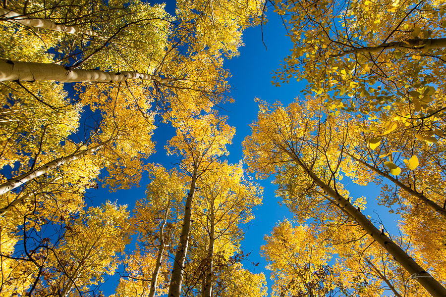Fall Color, Pikes Peak