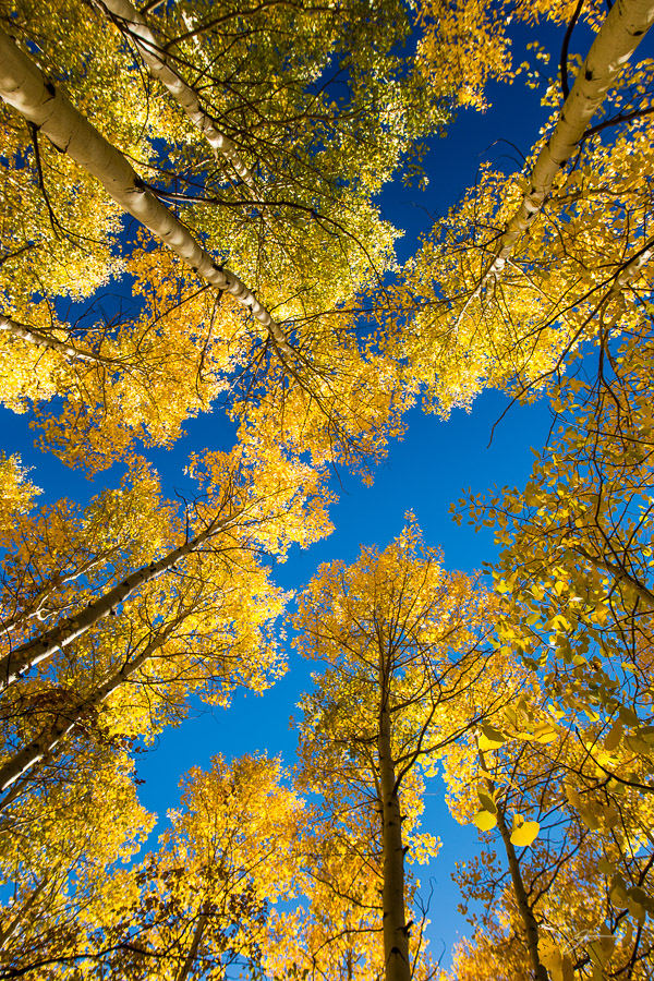 Fall Color, Pikes Peak