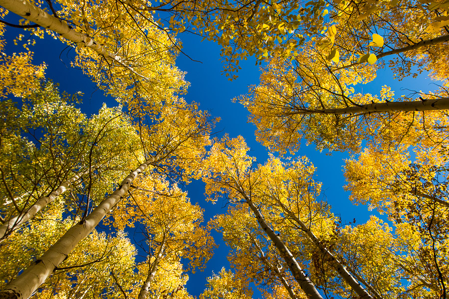 Fall Color, Pikes Peak