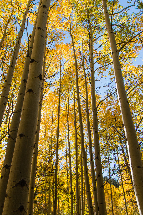 Fall Color, Pikes Peak
