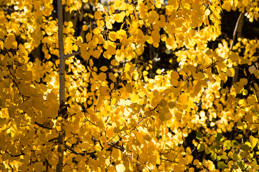 Fall Color, Pikes Peak