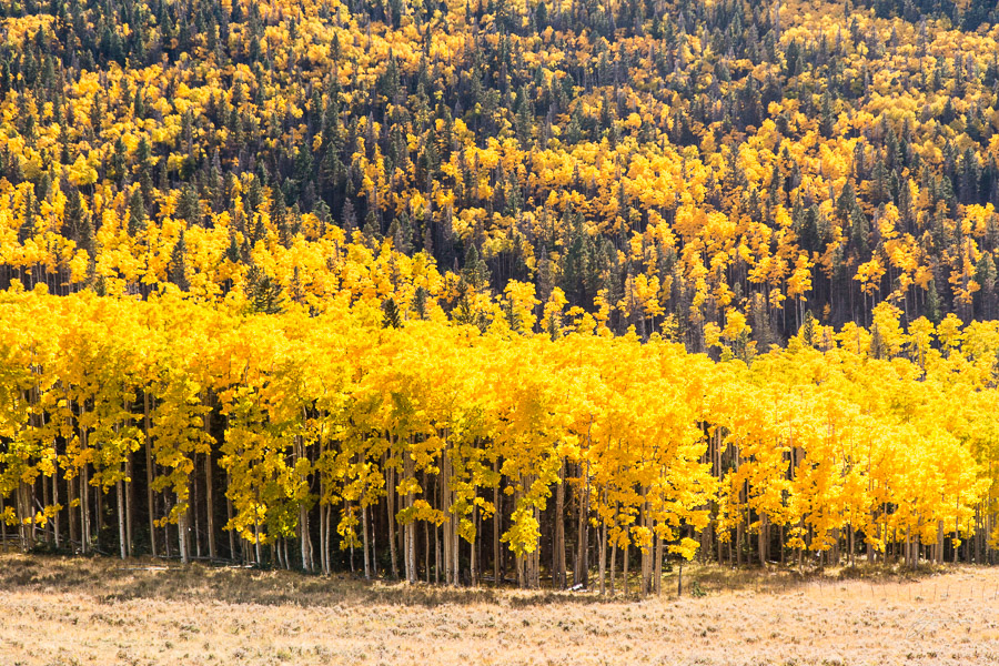 Fall color near the Spanish Peaks