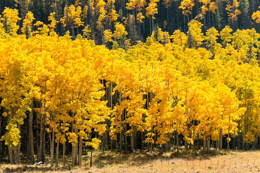 Fall color near the Spanish Peaks