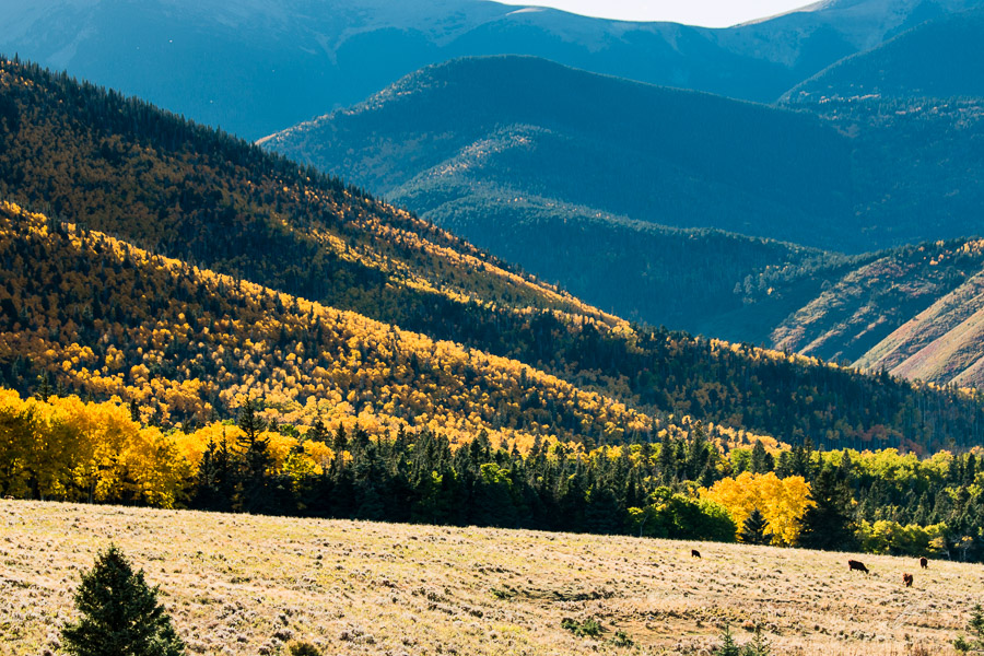 Fall color near the Spanish Peaks