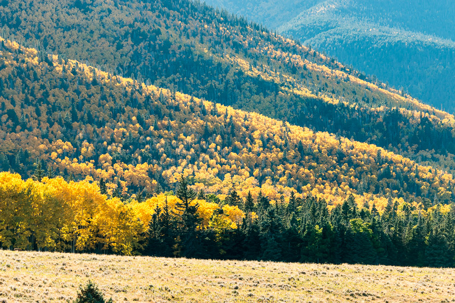 Fall color near the Spanish Peaks