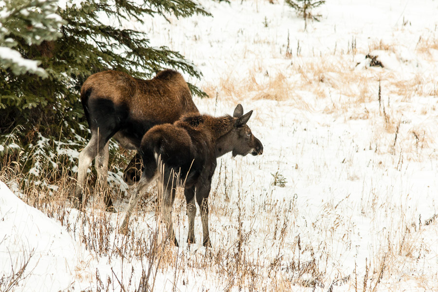 Mother and Calf