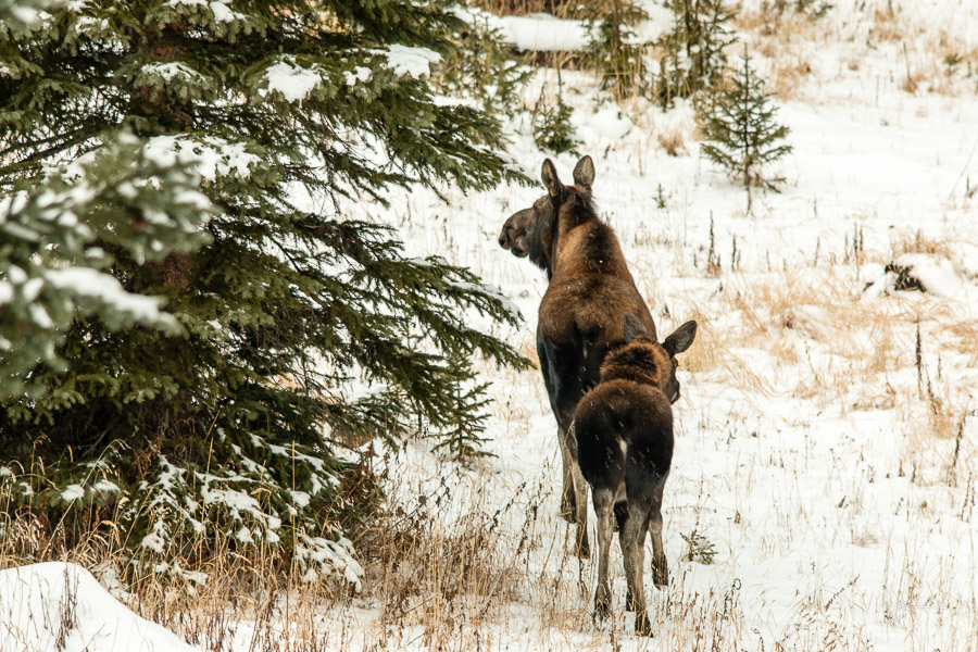 Mother and Calf