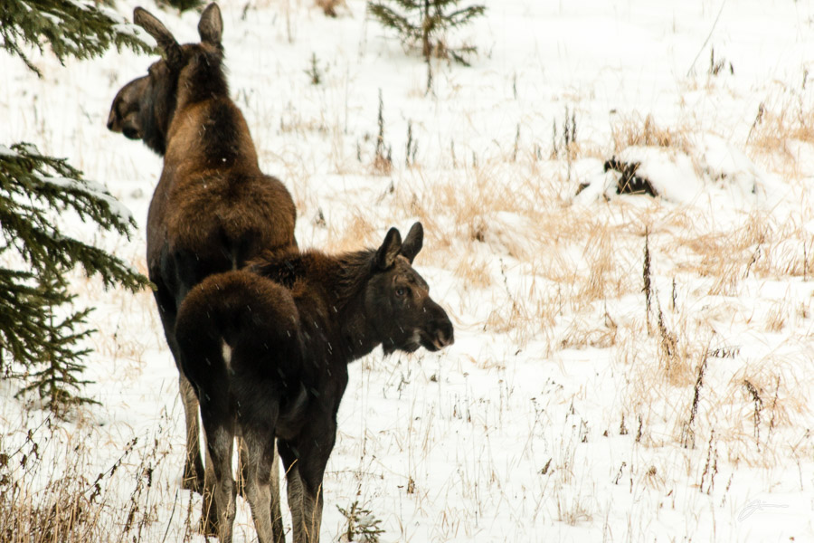 Mother and Calf