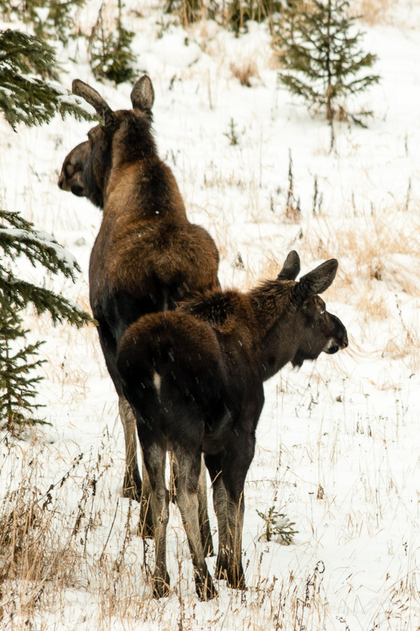 Mother and Calf