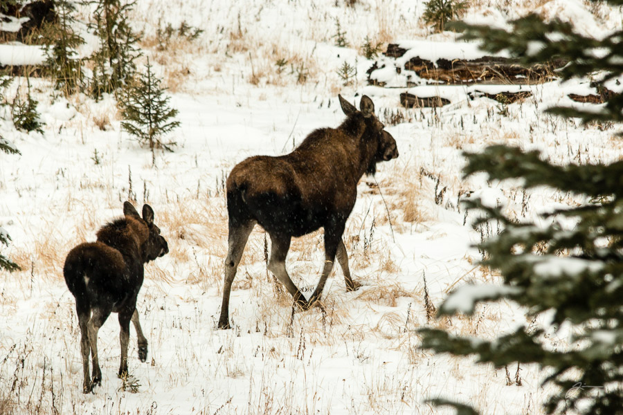 Mother and Calf