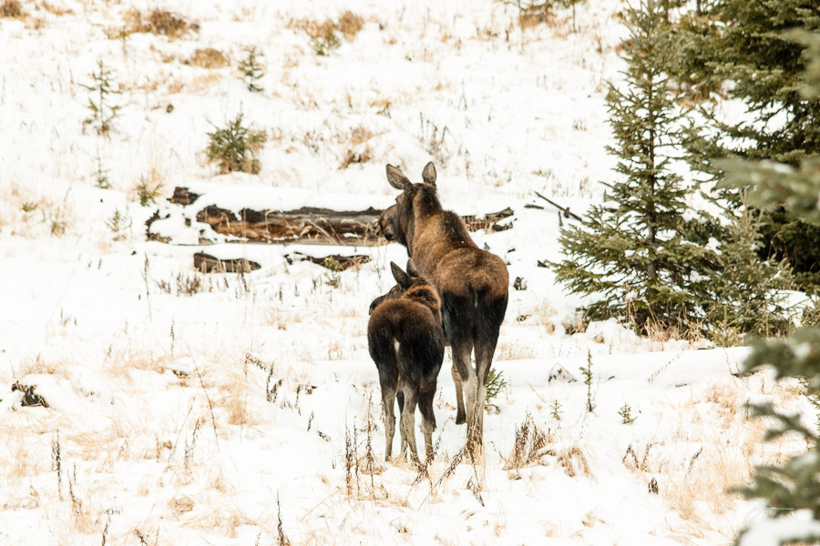 Mother and Calf