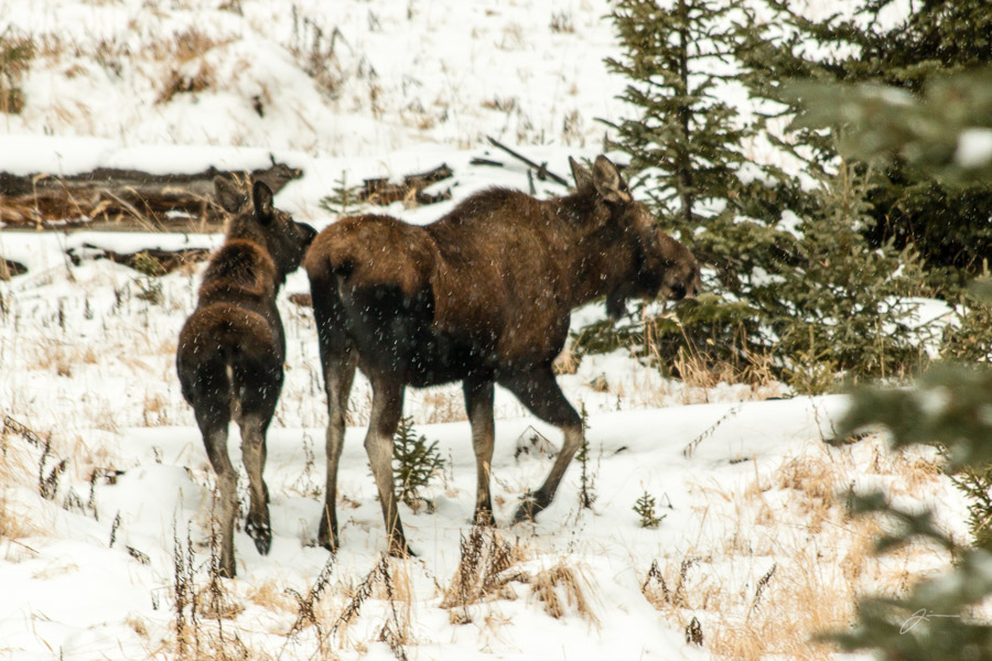 Mother and Calf