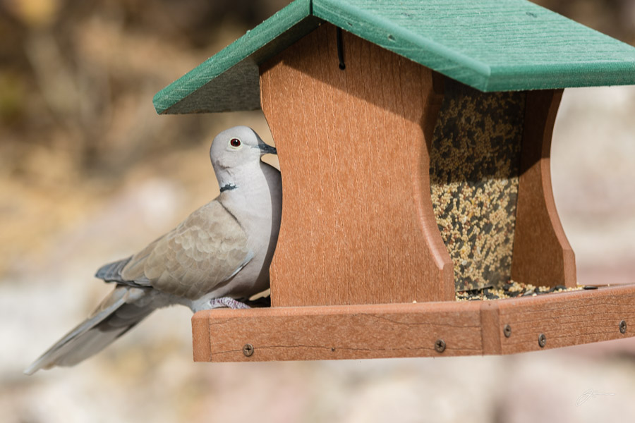 Backyard birds