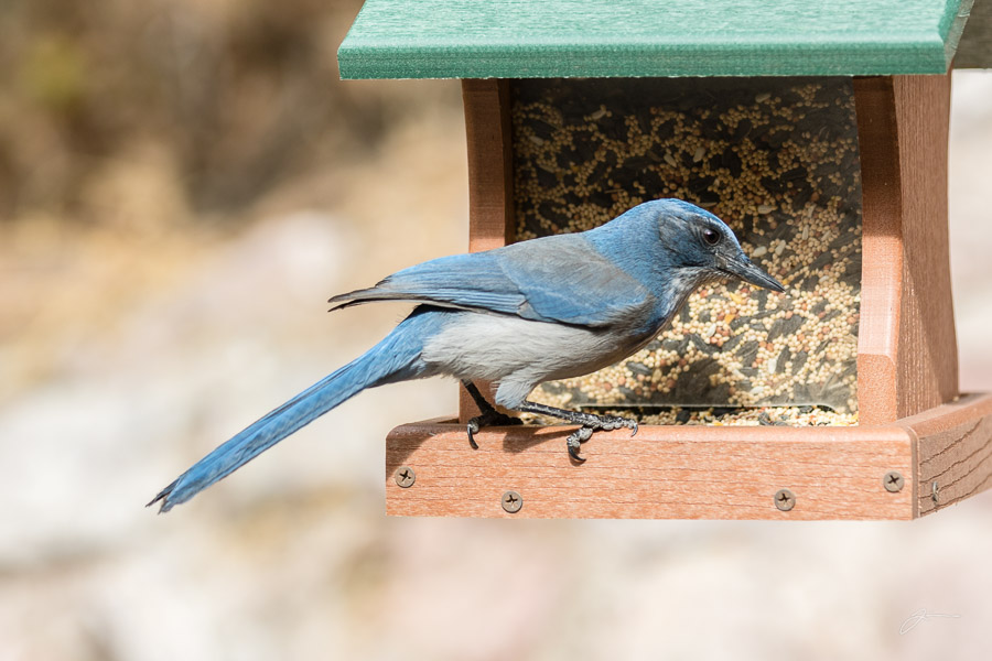 Backyard birds