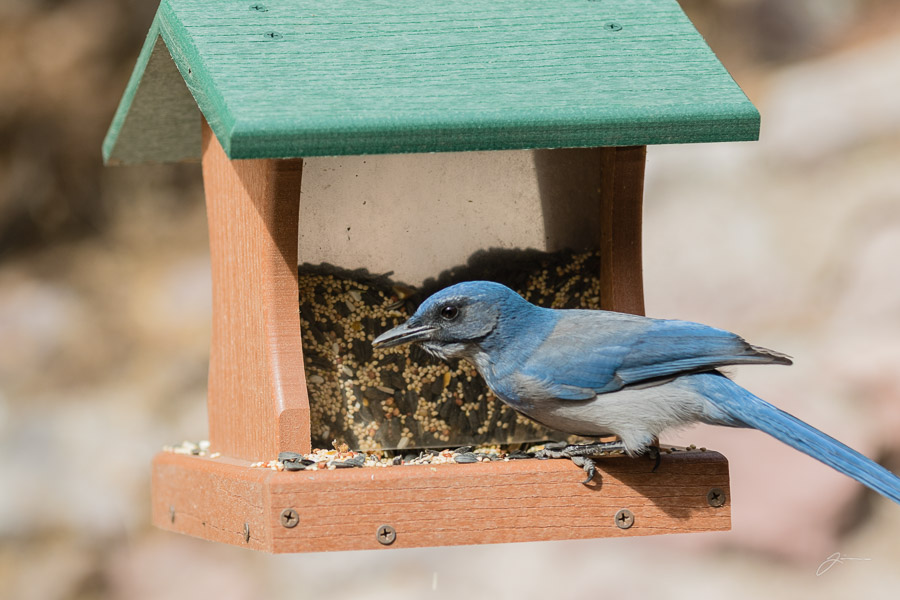 Backyard birds