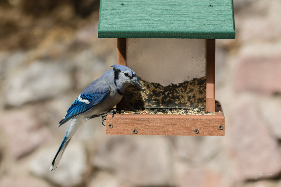 Backyard birds