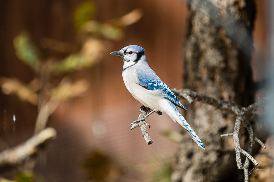 Backyard birds