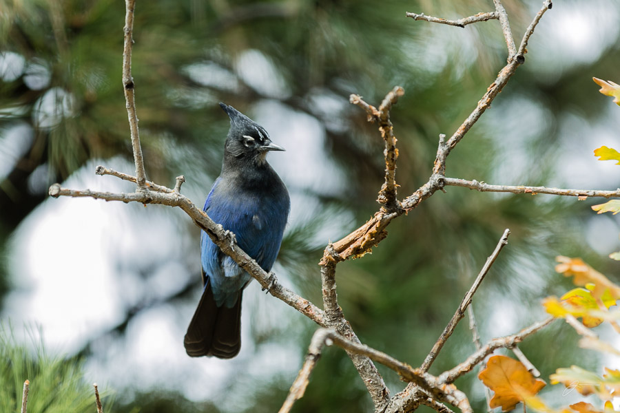 Backyard birds