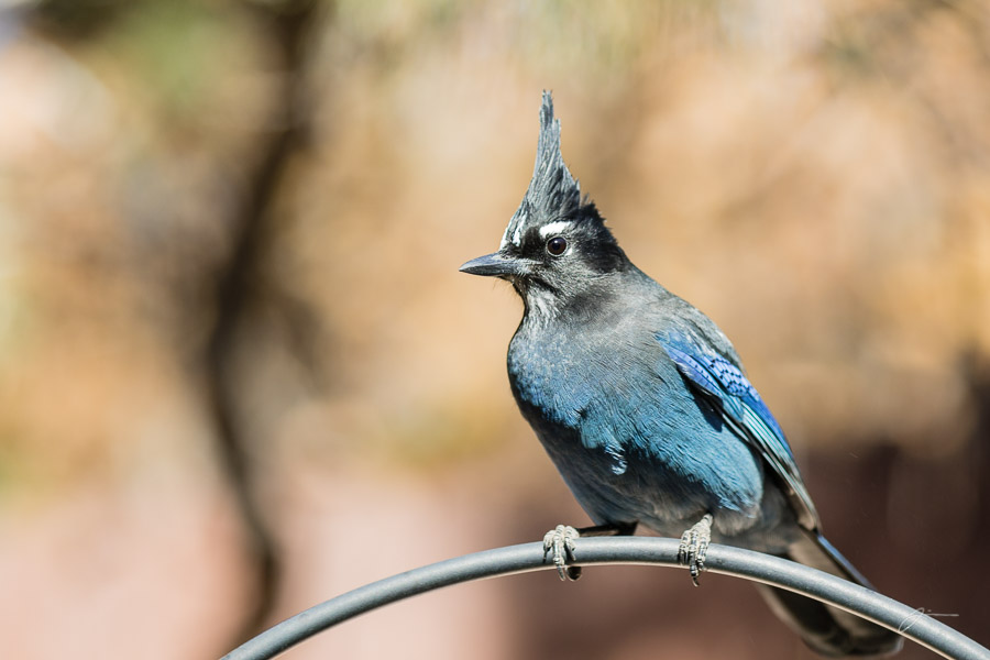 Backyard birds