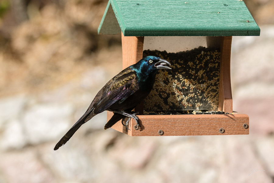 Backyard birds